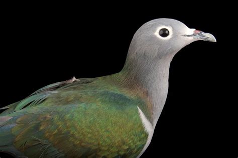 Las palomas más bellas e impresionantes del mundo.